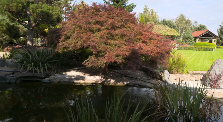 Naturalny i symboliczny ogród japoński. Rośliny, woda, kamienie